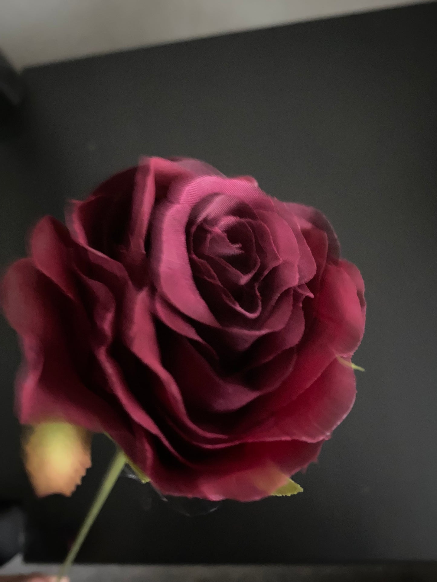 Maroon rose pick