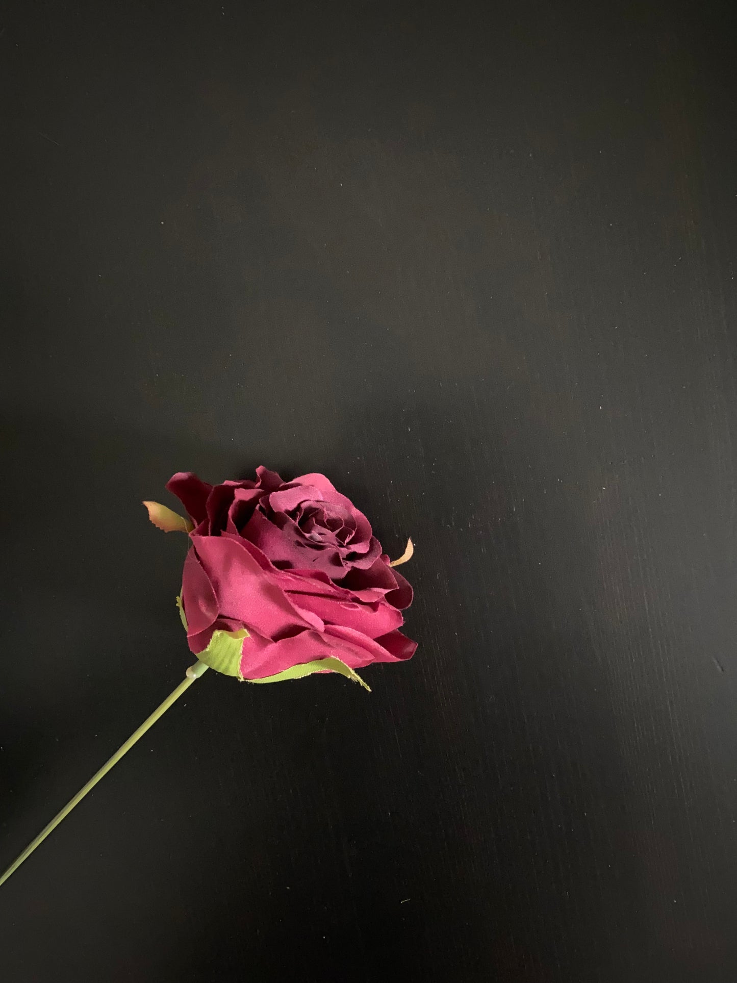 Maroon rose pick