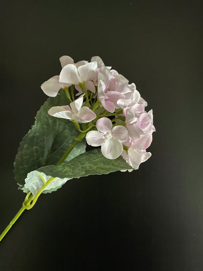 Hydrangea light pink and white