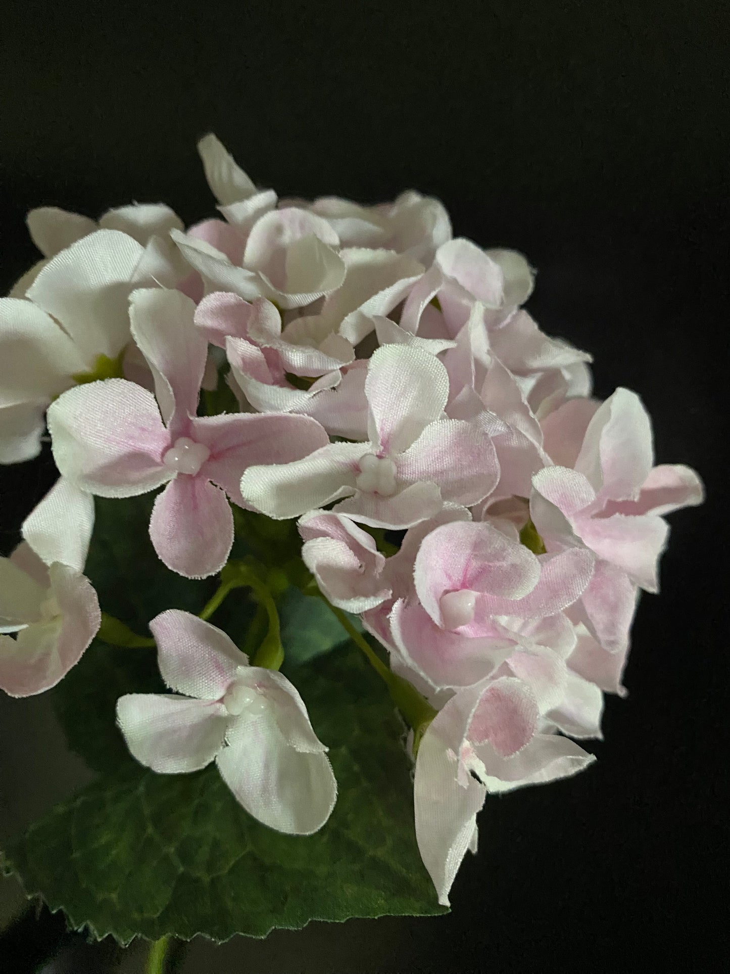 Hydrangea light pink and white