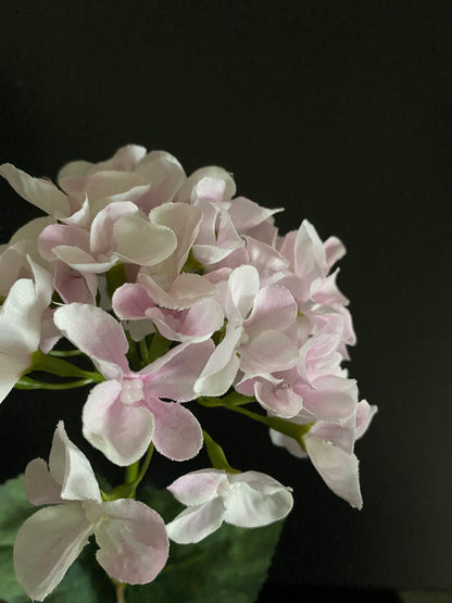 Hydrangea light pink and white