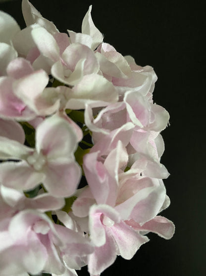 Hydrangea light pink and white