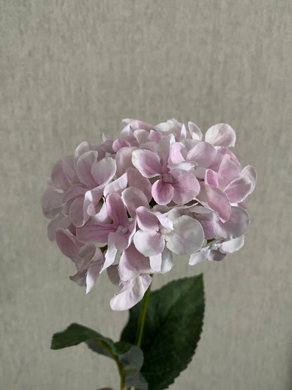 Hydrangea light pink and white