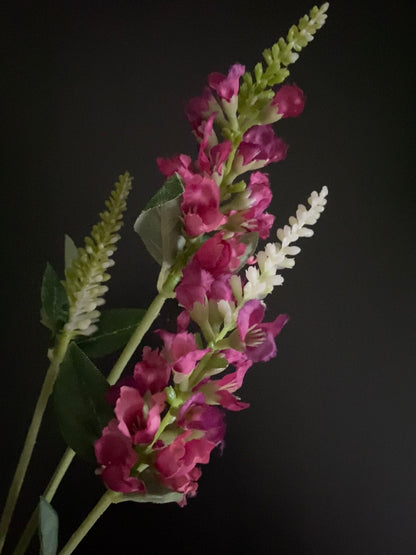 Deep pink physostegia BFA