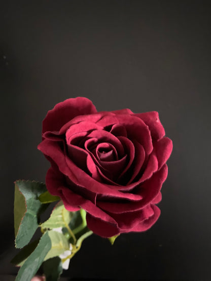 Velvet touch rose deep red