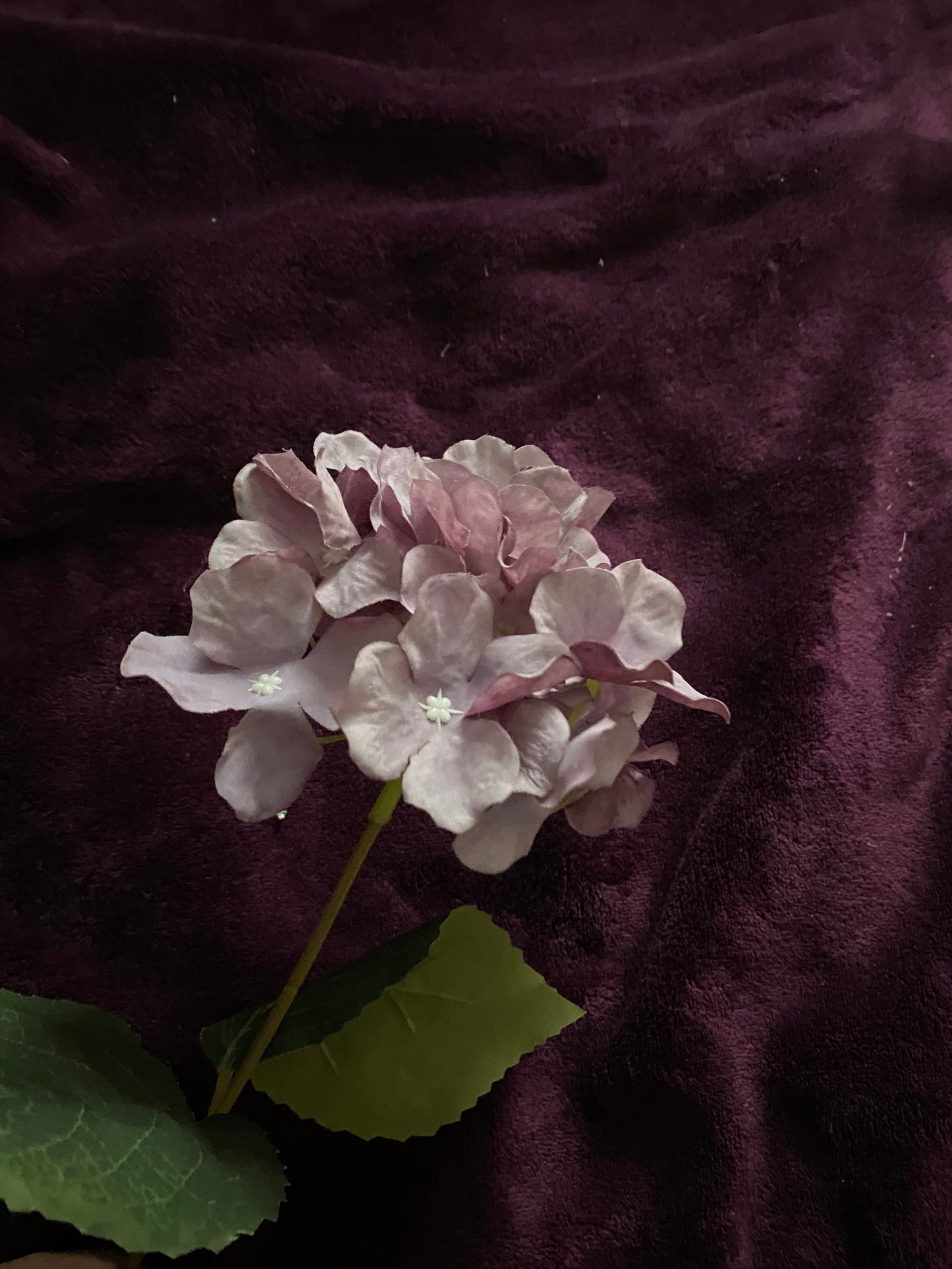 Hydrangea vintage purple